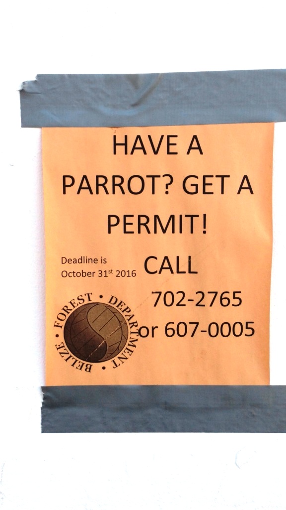 Punta Gorda - Parrot Permit