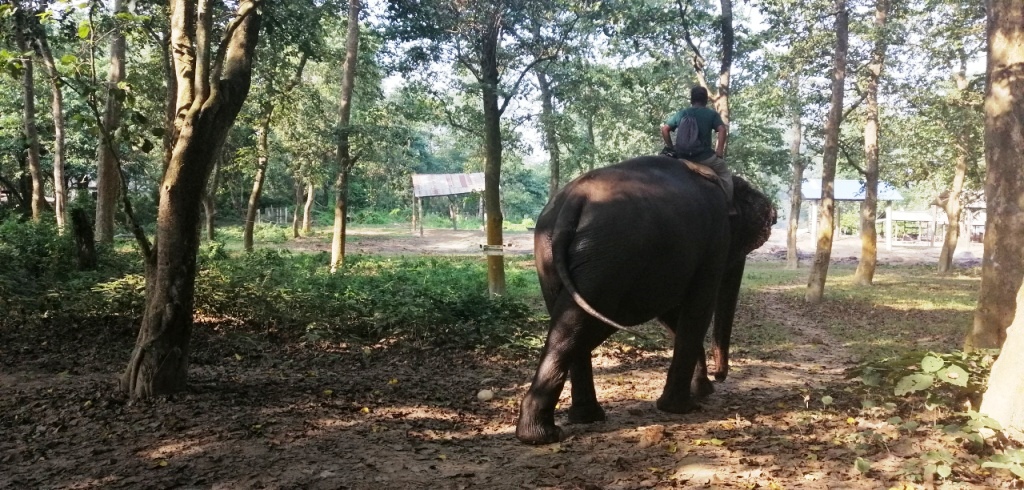 Sauraha - River - Elephant 1