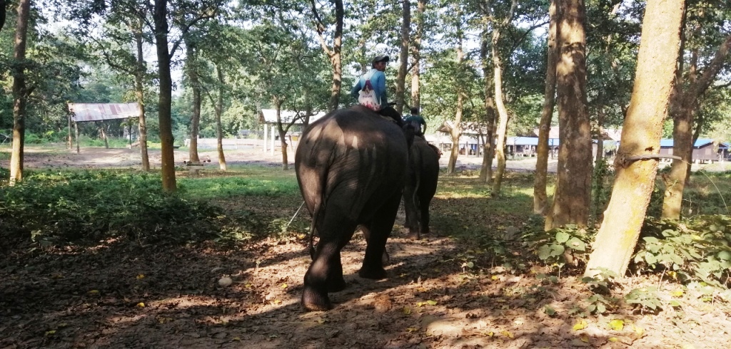 Sauraha - River - Elephant 2