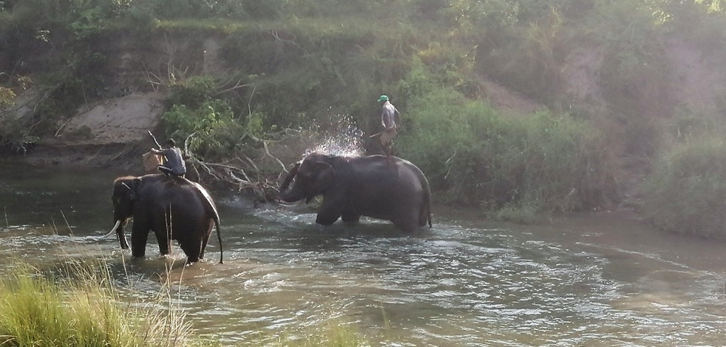 Sauraha - River - Elephants Bathing